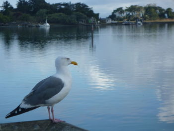 Birds in calm water