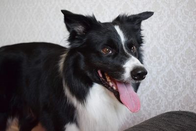 Close-up portrait of black dog