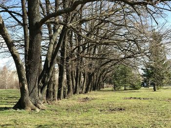 Trees on landscape