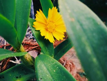 Close-up of yellow flowering plant