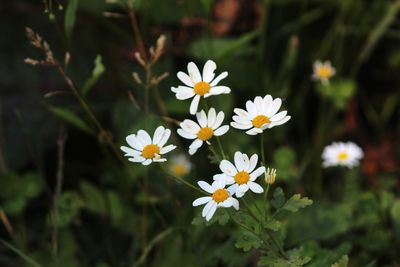 flowering plant