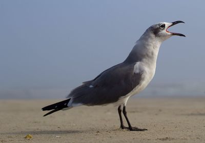 Close-up of bird on beach against clear sky
