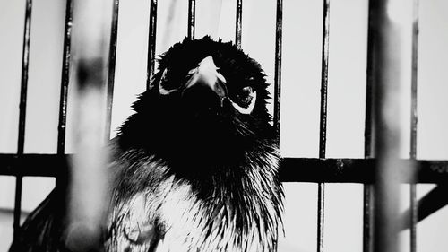 Portrait of black bird against sky
