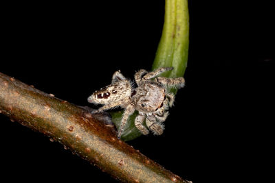 Close-up of insect on plant against black background