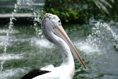 Close-up of swan on lake