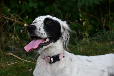 Close-up of dog looking away on field