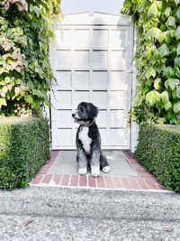 Portrait of dog sitting on footpath
