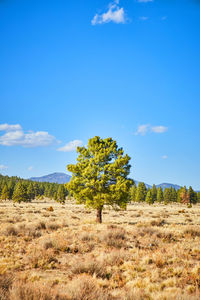 Trees on field against sky