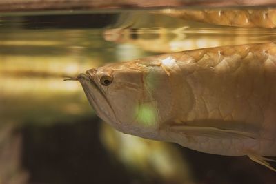 Close-up of fish swimming in sea