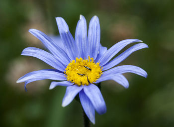 Close-up of purple flower