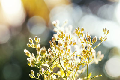 Close-up of white flowering plant