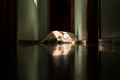 Labrador dog lying in the sun at home