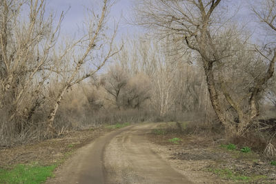 Road amidst bare trees against sky