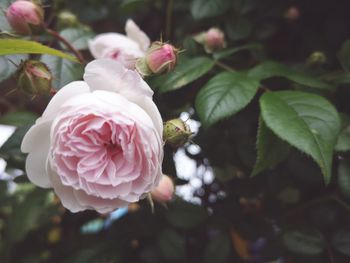 Close-up of pink rose