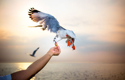 Low angle view of seagulls on sea against sky during sunset