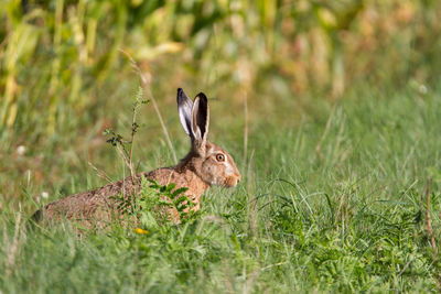 Big hare on summer meadow