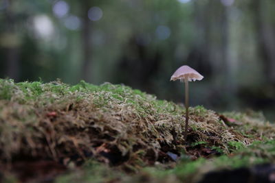 Close-up of mushroom growing on field