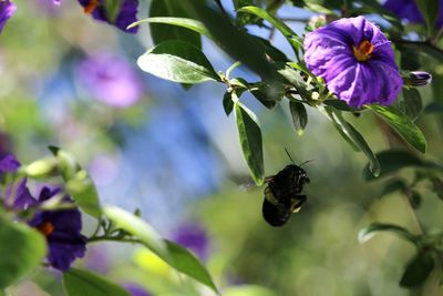 Close-up of bee on flower