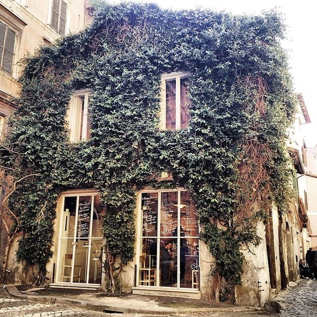 building exterior, architecture, built structure, window, residential building, house, residential structure, tree, ivy, building, facade, day, outdoors, city, no people, growth, low angle view, plant, street, sunlight