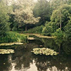 Reflection of trees in pond