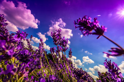 Close-up of purple flowers blooming against sky