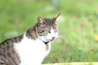 Close-up of a cat looking away