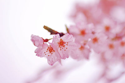 Close-up of pink flowers against white background