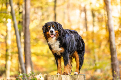 Dog looking away in forest