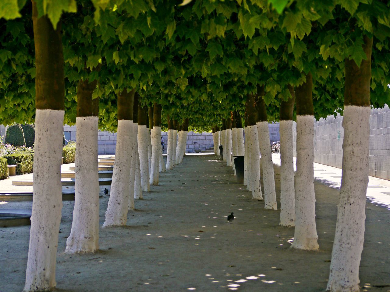 FOOTPATH AMIDST TREES