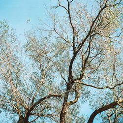 Low angle view of bare tree against clear sky