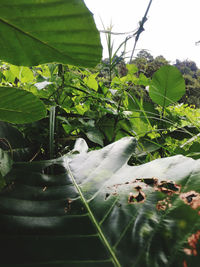 Close-up of bug on plant