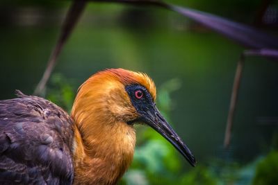 Close-up of a bird