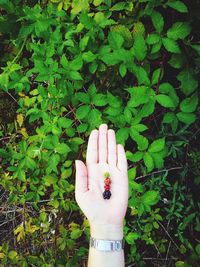 Close-up of woman hand on plant