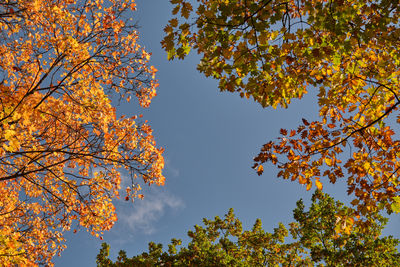 Low angle view of autumnal trees against sky