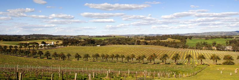 Scenic view of agricultural field against sky