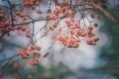 Close-up of flower buds on twigs