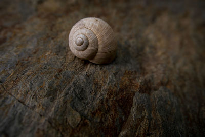 Close-up of snail on rock