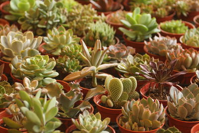 High angle view of succulent plants