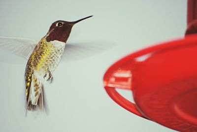 Close-up of hummingbird flying by feeder