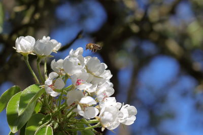 Close-up of insect on white flowering plant