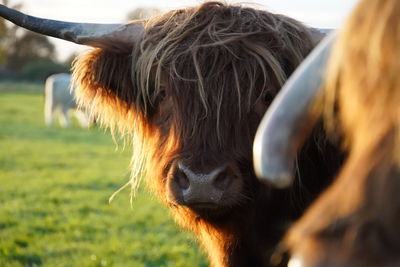 Close-up of cow