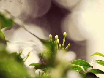 Close-up of flowering plant