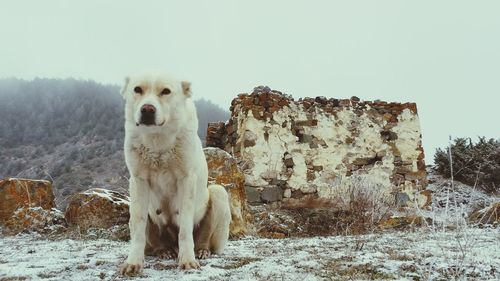 Portrait of dog against clear sky