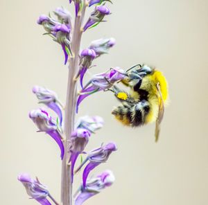 Close-up of bee on purple flower