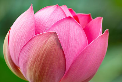 Close-up of pink lily