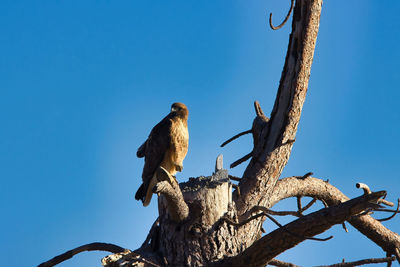 Low angle view of bird perching on tree against sky