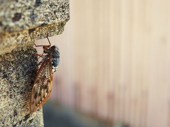 Close-up of bug on rock