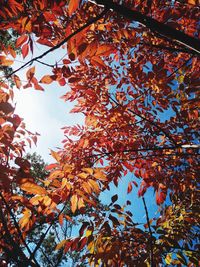 Low angle view of maple tree against sky