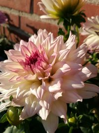 Close-up of pink dahlia
