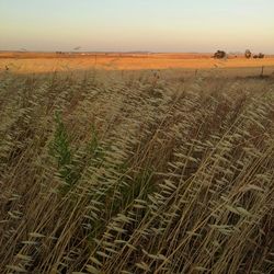 Scenic view of rural landscape